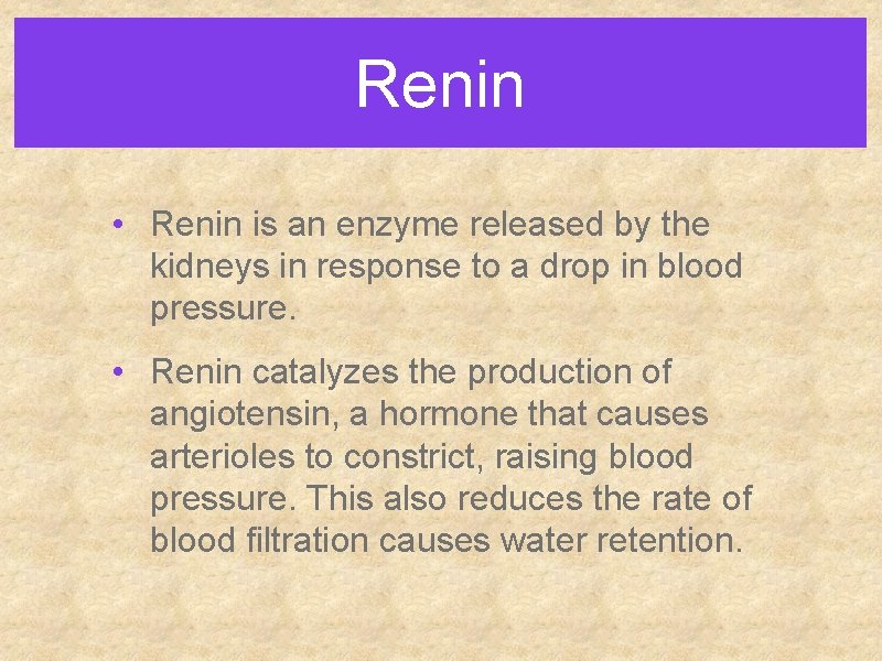 Renin • Renin is an enzyme released by the kidneys in response to a Renin • Renin is an enzyme released by the kidneys in response to a