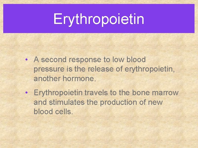 Erythropoietin • A second response to low blood pressure is the release of erythropoietin, Erythropoietin • A second response to low blood pressure is the release of erythropoietin,