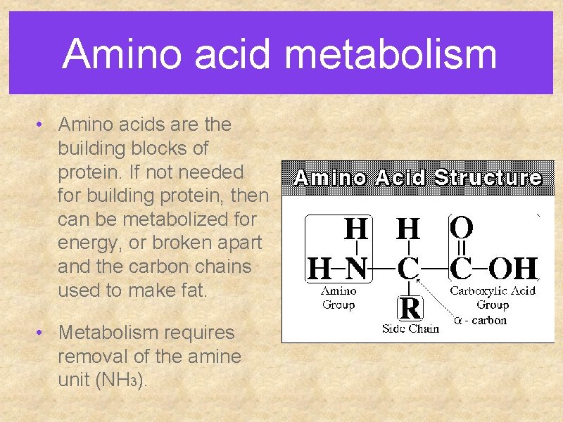Amino acid metabolism • Amino acids are the building blocks of protein. If not Amino acid metabolism • Amino acids are the building blocks of protein. If not