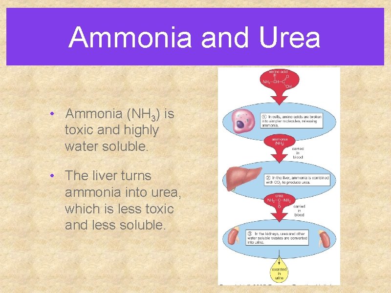 Ammonia and Urea • Ammonia (NH 3) is toxic and highly water soluble. • Ammonia and Urea • Ammonia (NH 3) is toxic and highly water soluble. •