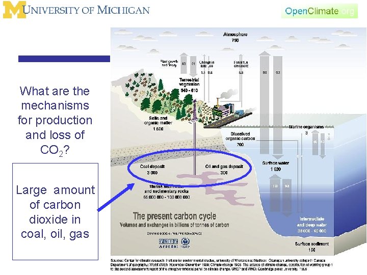 What are the mechanisms for production and loss of CO 2? Large amount of