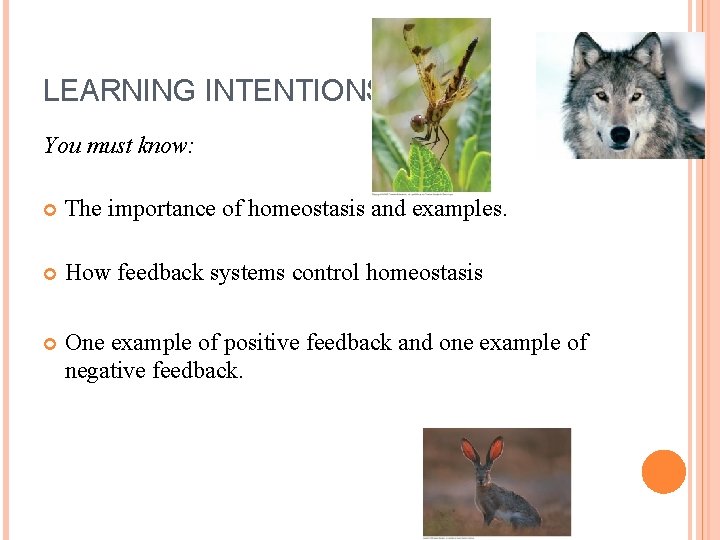 LEARNING INTENTIONS You must know: The importance of homeostasis and examples. How feedback systems
