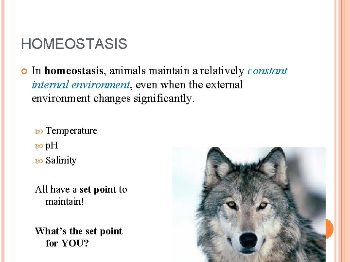 HOMEOSTASIS In homeostasis, animals maintain a relatively constant internal environment, even when the external