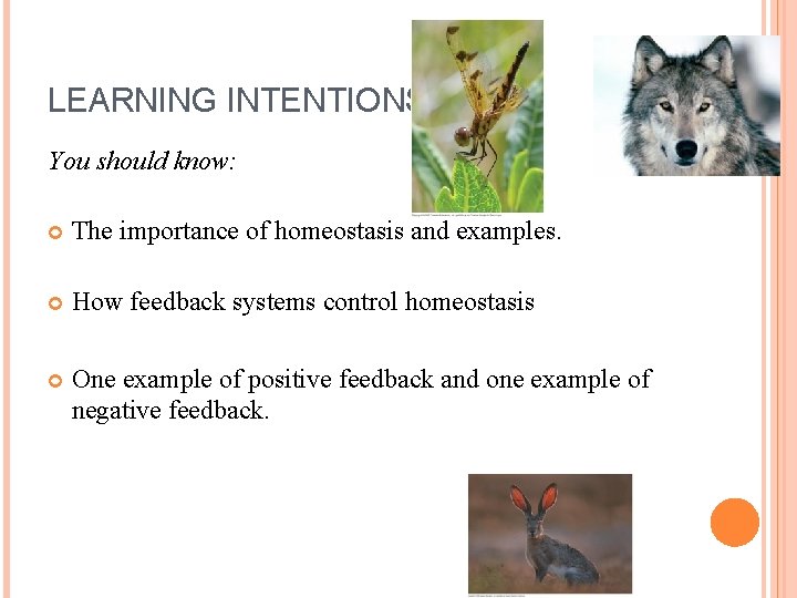 LEARNING INTENTIONS You should know: The importance of homeostasis and examples. How feedback systems