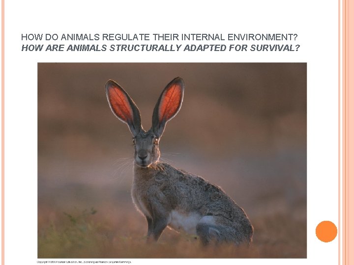 HOW DO ANIMALS REGULATE THEIR INTERNAL ENVIRONMENT? HOW ARE ANIMALS STRUCTURALLY ADAPTED FOR SURVIVAL?