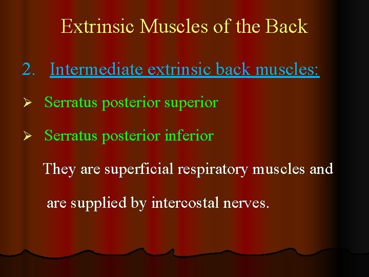 Extrinsic Muscles of the Back 2. Intermediate extrinsic back muscles: Ø Serratus posterior superior