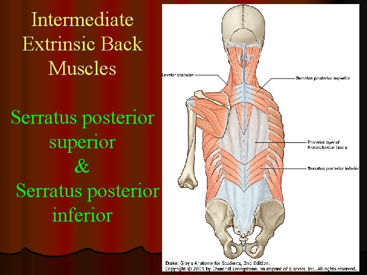 Intermediate Extrinsic Back Muscles Serratus posterior superior & Serratus posterior inferior 