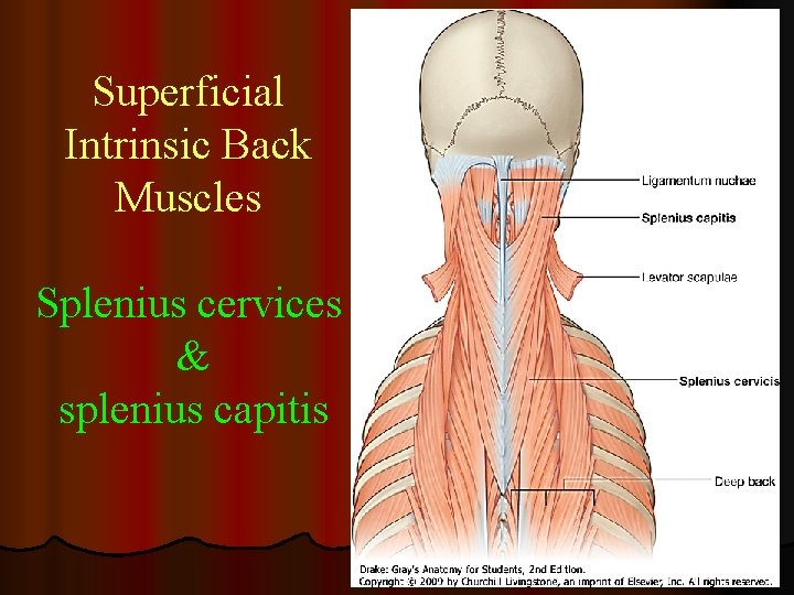 Superficial Intrinsic Back Muscles Splenius cervices & splenius capitis 