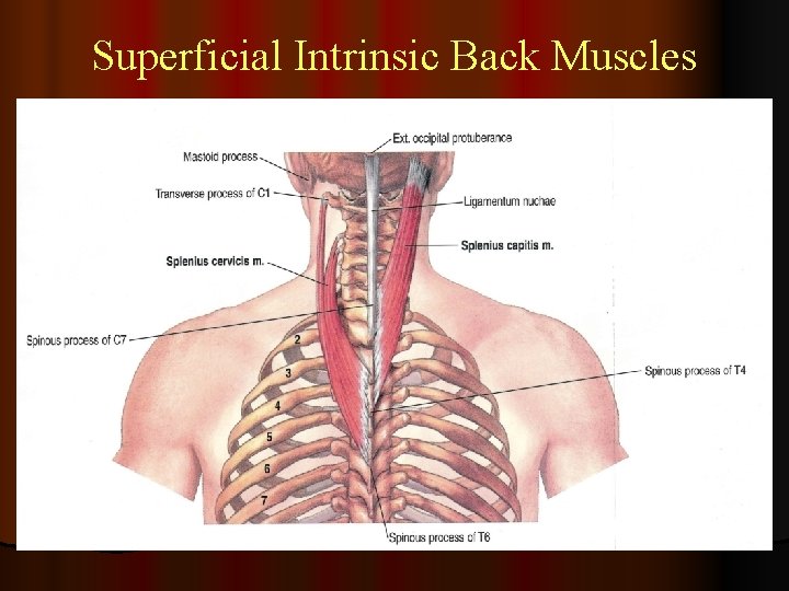 Superficial Intrinsic Back Muscles 