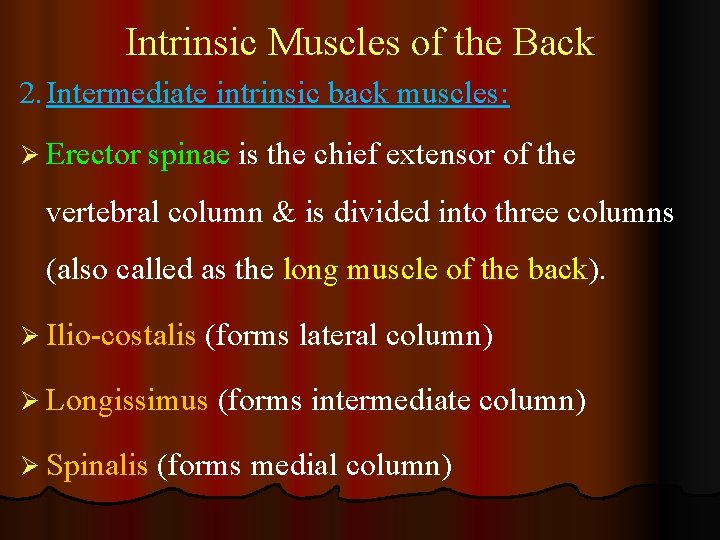 Intrinsic Muscles of the Back 2. Intermediate intrinsic back muscles: Ø Erector spinae is
