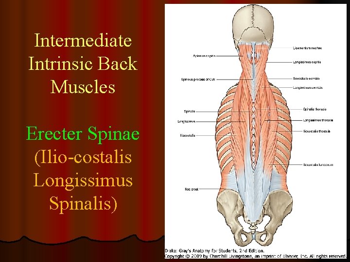 Intermediate Intrinsic Back Muscles Erecter Spinae (Ilio-costalis Longissimus Spinalis) 