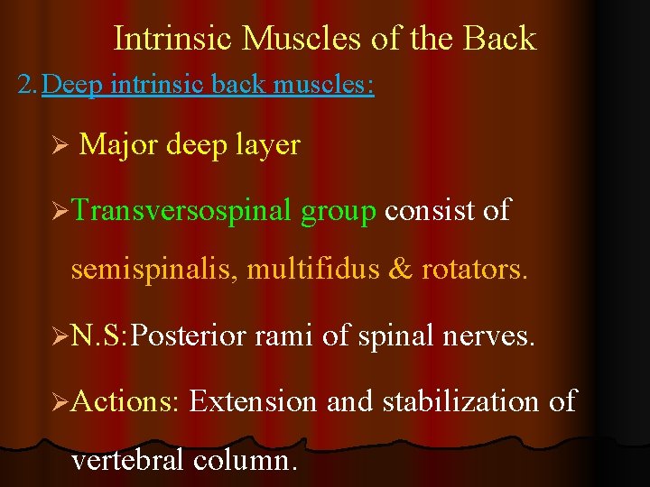 Intrinsic Muscles of the Back 2. Deep intrinsic back muscles: Ø Major deep layer