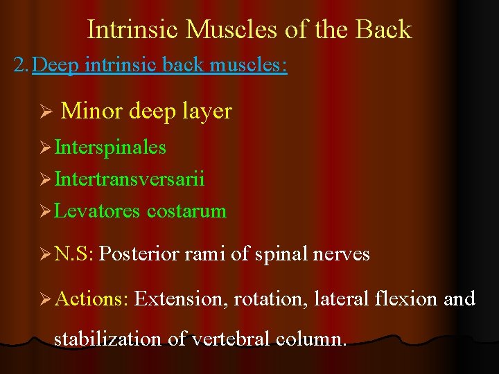 Intrinsic Muscles of the Back 2. Deep intrinsic back muscles: Ø Minor deep layer