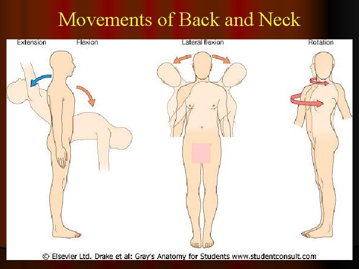 Movements of Back and Neck 