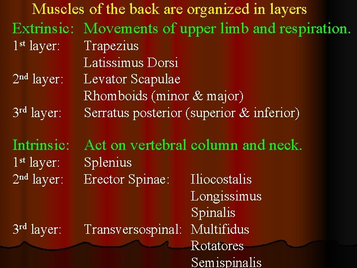 Muscles of the back are organized in layers Extrinsic: Movements of upper limb and