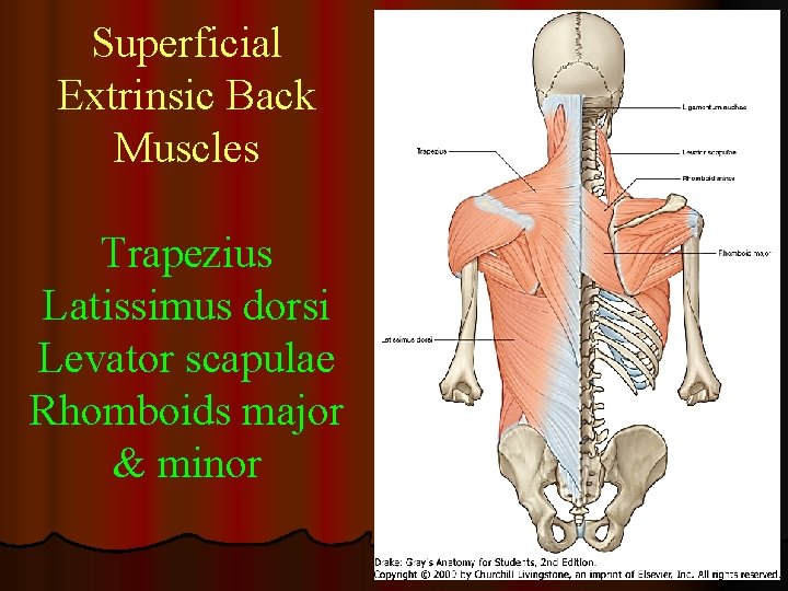 Superficial Extrinsic Back Muscles Trapezius Latissimus dorsi Levator scapulae Rhomboids major & minor 