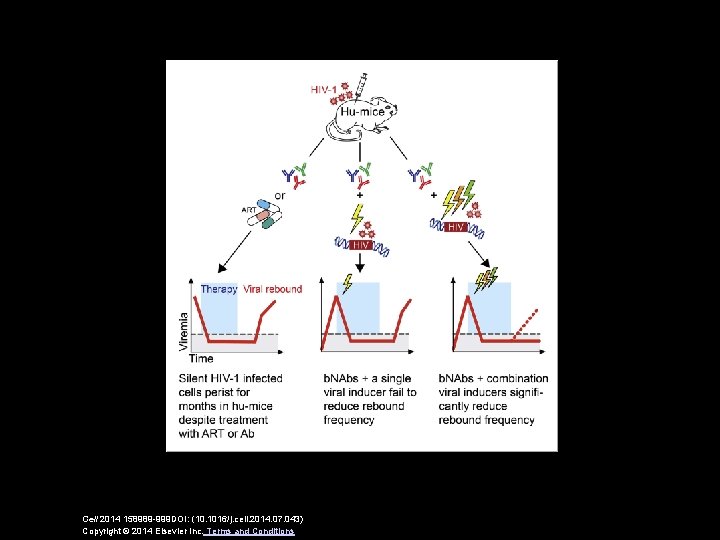 Cell 2014 158989 -999 DOI: (10. 1016/j. cell. 2014. 07. 043) Copyright © 2014