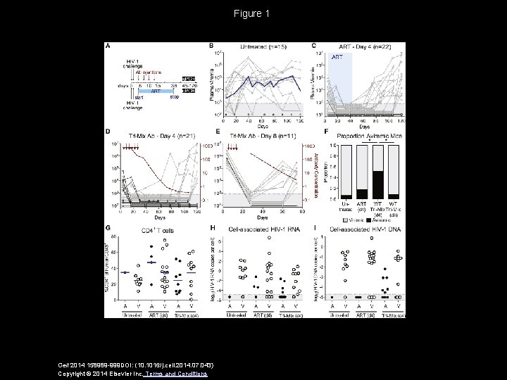 Figure 1 Cell 2014 158989 -999 DOI: (10. 1016/j. cell. 2014. 07. 043) Copyright