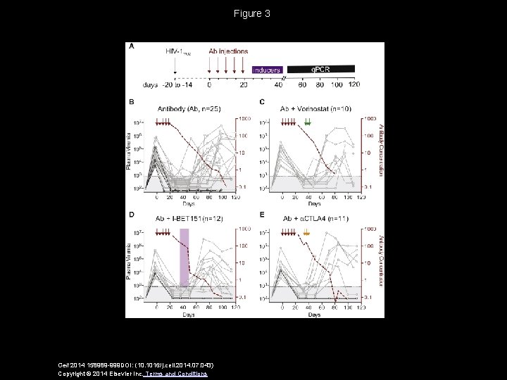 Figure 3 Cell 2014 158989 -999 DOI: (10. 1016/j. cell. 2014. 07. 043) Copyright