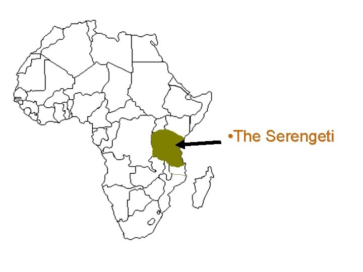  • The Serengeti 