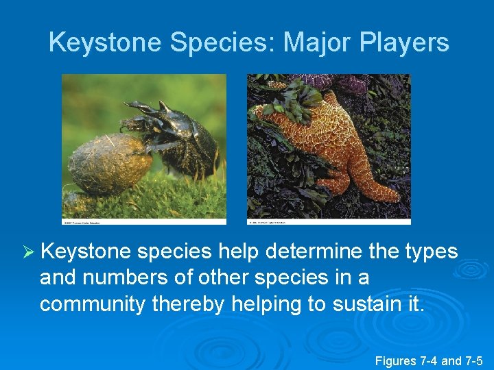 Keystone Species: Major Players Ø Keystone species help determine the types and numbers of