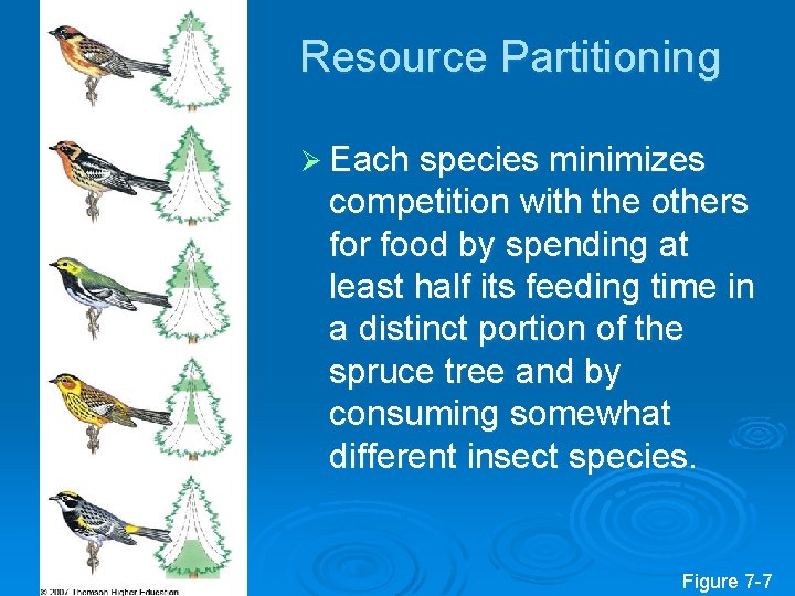 Resource Partitioning Ø Each species minimizes competition with the others for food by spending