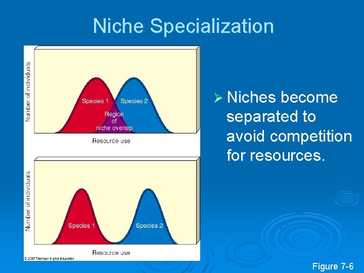 Niche Specialization Ø Niches become separated to avoid competition for resources. Figure 7 -6