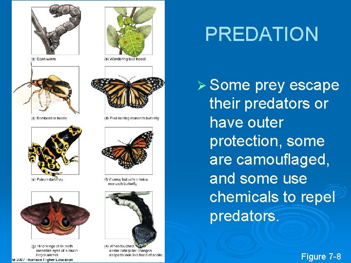 PREDATION Ø Some prey escape their predators or have outer protection, some are camouflaged,
