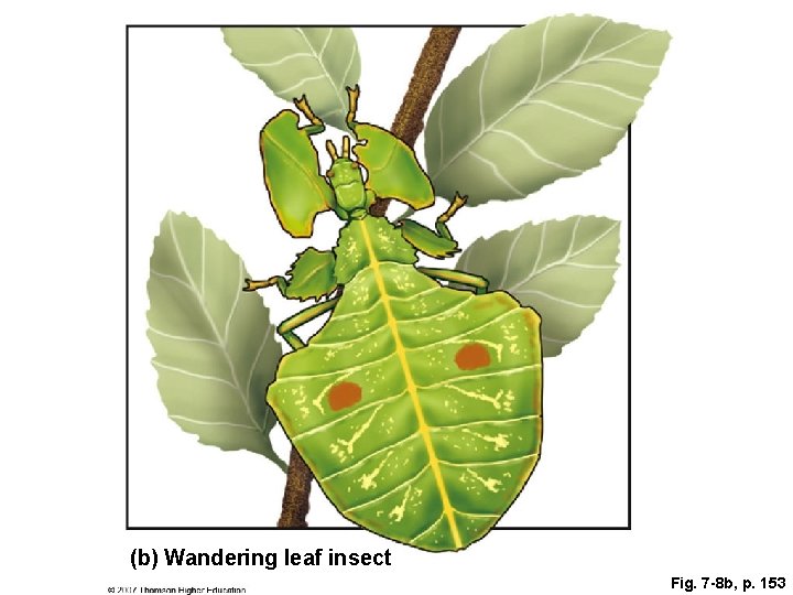 (b) Wandering leaf insect Fig. 7 -8 b, p. 153 