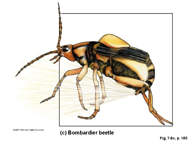 (c) Bombardier beetle Fig. 7 -8 c, p. 153 