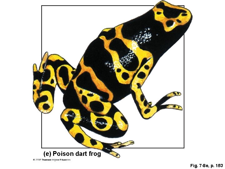 (e) Poison dart frog Fig. 7 -8 e, p. 153 