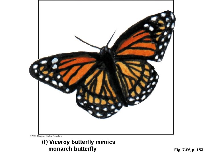 (f) Viceroy butterfly mimics monarch butterfly Fig. 7 -8 f, p. 153 