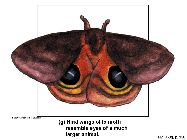 (g) Hind wings of Io moth resemble eyes of a much larger animal. Fig.