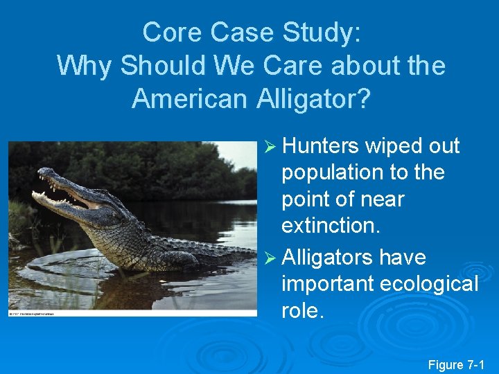 Core Case Study: Why Should We Care about the American Alligator? Ø Hunters wiped
