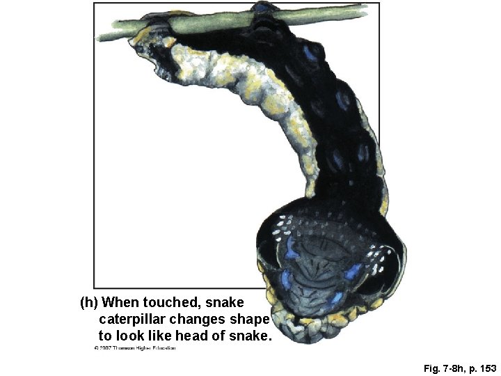 (h) When touched, snake caterpillar changes shape to look like head of snake. Fig.