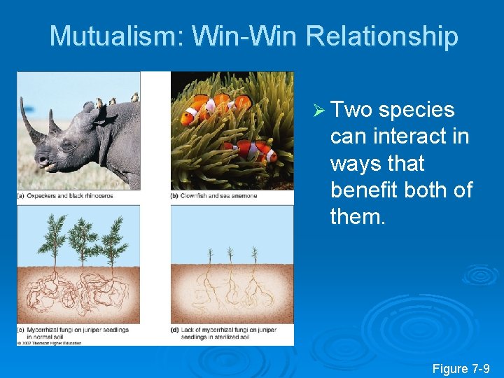 Mutualism: Win-Win Relationship Ø Two species can interact in ways that benefit both of