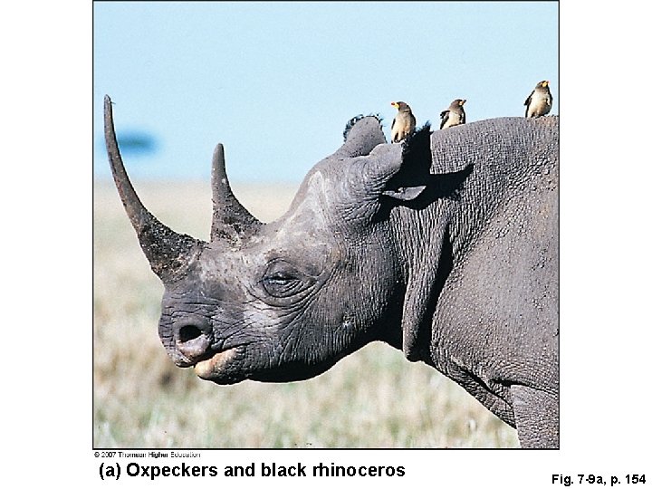 (a) Oxpeckers and black rhinoceros Fig. 7 -9 a, p. 154 