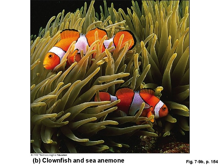 (b) Clownfish and sea anemone Fig. 7 -9 b, p. 154 