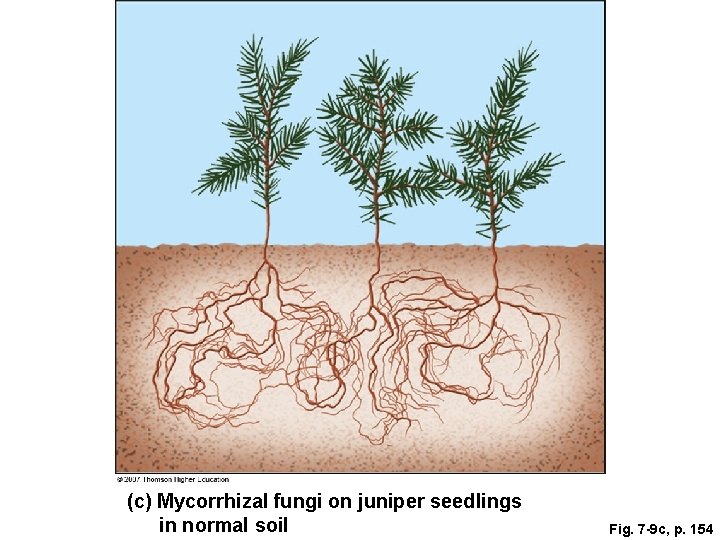 (c) Mycorrhizal fungi on juniper seedlings in normal soil Fig. 7 -9 c, p.