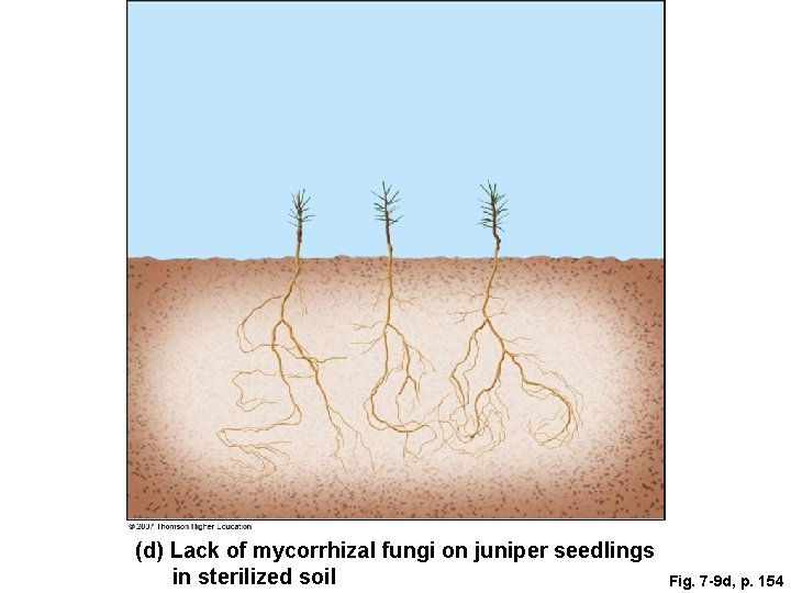 (d) Lack of mycorrhizal fungi on juniper seedlings in sterilized soil Fig. 7 -9