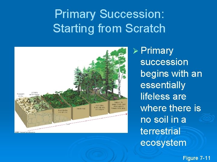 Primary Succession: Starting from Scratch Ø Primary succession begins with an essentially lifeless are
