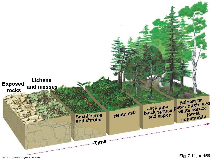 Lichens Exposed and mosses rocks Small herbs and shrubs at m Heath fir, Balsamch,