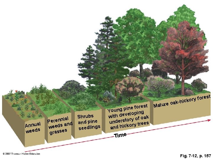 l Annua weeds ial Perenn d an weeds s grasse Shrubs and pine seedlings