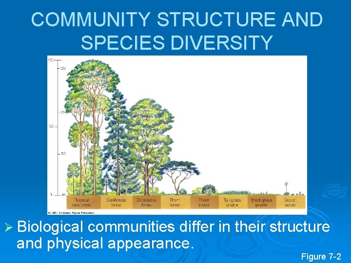 COMMUNITY STRUCTURE AND SPECIES DIVERSITY Ø Biological communities differ in their structure and physical