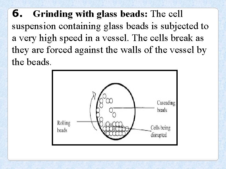 6. Grinding with glass beads: The cell suspension containing glass beads is subjected to