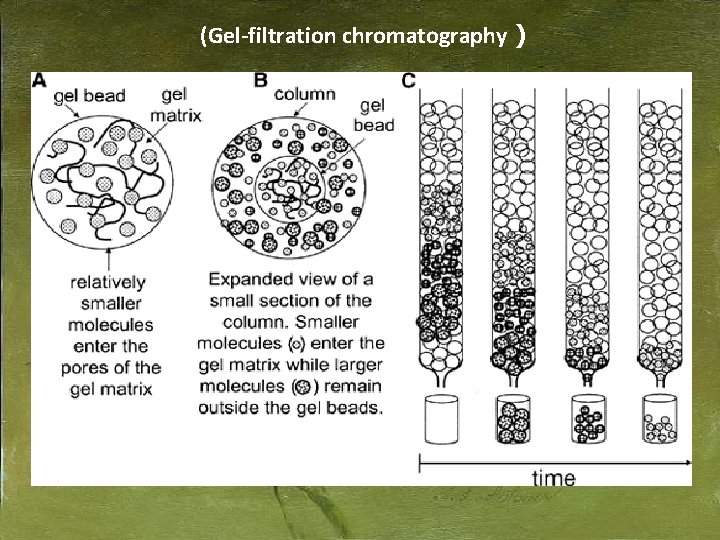 (Gel-filtration chromatography ) 