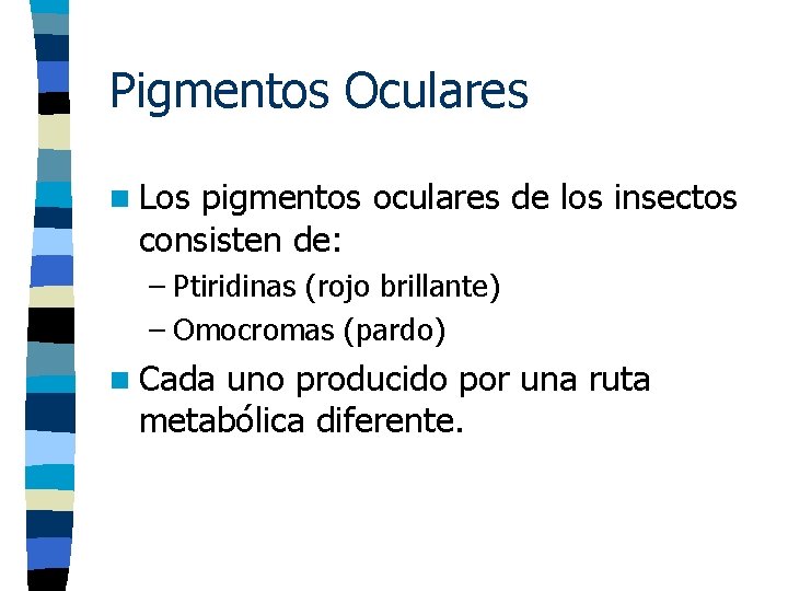 Pigmentos Oculares n Los pigmentos oculares de los insectos consisten de: – Ptiridinas (rojo