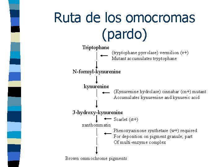 Ruta de los omocromas (pardo) Triptophane (tryptophane pyrrolase) vermilion (v+) Mutant accumulates tryptophane N-formyl-kynurenine