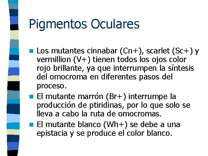 Pigmentos Oculares Los mutantes cinnabar (Cn+), scarlet (Sc+) y vermillion (V+) tienen todos los