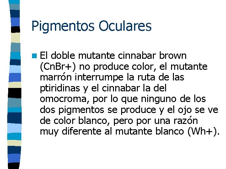 Pigmentos Oculares n El doble mutante cinnabar brown (Cn. Br+) no produce color, el
